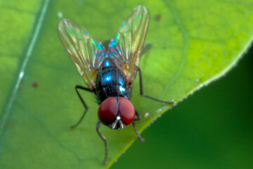 close up of a fly
