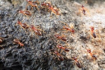 Group of termite on the ground.