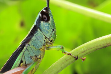 grasshopper on a leaf