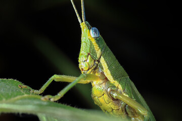 grasshopper on a leaf