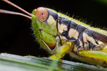 grasshopper on a leaf