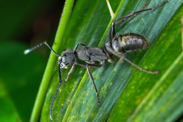 Black ant on leaf