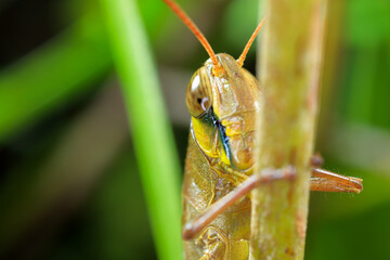 Grasshopper on a leaf