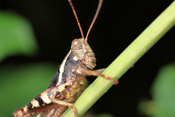 grasshopper on a branch