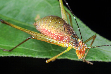 macro of a grasshopper