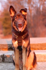 My dog Moka in the sunset light