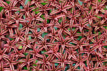 Vertical garden with tropical red leaf background