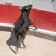aggressive black bull of Camargue attack