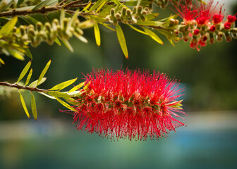 Common red bottlebrush flower macro shot