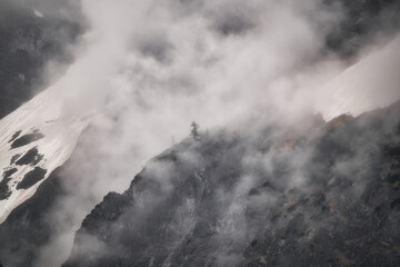 One last tree - dramatic fog over forest and dark mood in the mountains - Königssee Alps