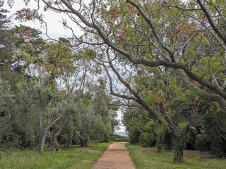 Allée en sous bois au milieu de pins, d'oliviers et d' Eucalyptus dans le Sud de la France