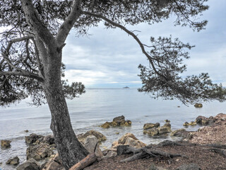 Fototapeta na wymiar Paysage de crique et de sous bois de pins sur les îles de Lérins dans la baie de Cannes sur la Côte d'Azur
