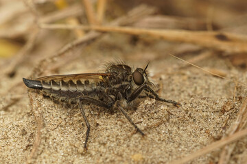 Closeup on a Fan-bristled robberfly ,Dysmachus trigonus, sitting on the ground