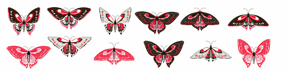 Fototapeta na wymiar Set of tropical butterflies in minimal style