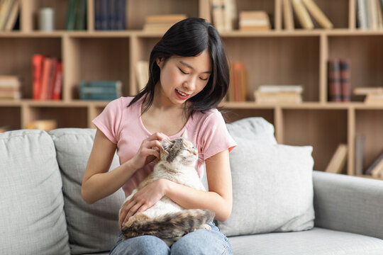 Young asian lady sitting on sofa in living room, holding fluffy cat, korean female owner giving pet healthy treats