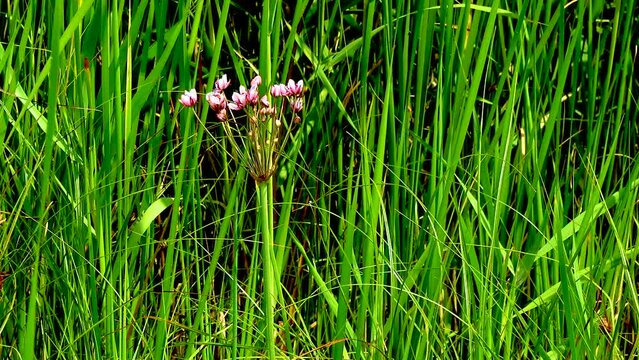 Flowering rush, grass rush (Butomus umbellatus), plant blooms in reed beds in a lake, Ukraine