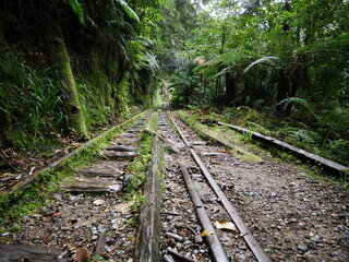 Schienen im Regenwald