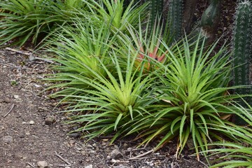 Naklejka na ściany i meble Lush green tropical plants in a garden setting, Fascicularia pitcairnifolia 