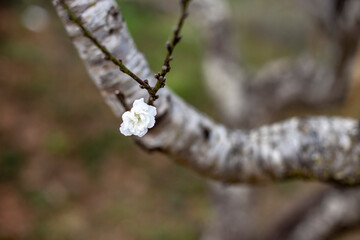 Beautiful peach blossoms blooming in park, Sakura flower background.