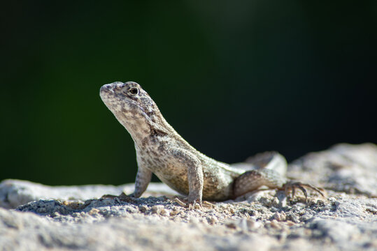 a little lizard reptile that in the Cayman Islands is called a curly tail. This little creature likes to inhabit rocky or sandy areas