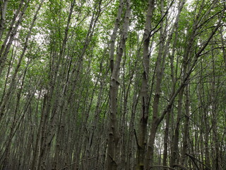 Fresh Mangrove forest in Sirinat Rajini Mangrove Ecosystem Study Center, Pak Nam Pran, Pran Buri, Prachuap Khiri Khan, Thailand