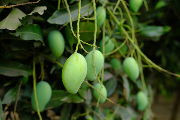 Fresh green mango in a garden 