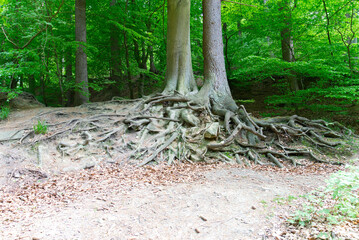 tree root
