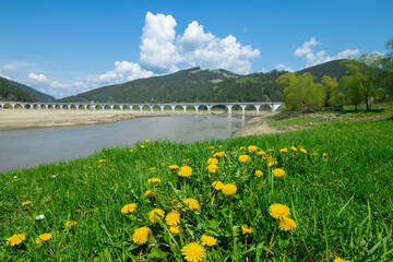 flowers and water at Poiana Teiului viaduct, Romania. spring landscape