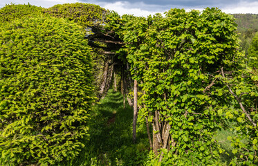 Roccolo del Sauch is a very ancient system for catching birds. Vegetable construction in the trees, formerly used for the capture of birds. Cembra Valley, northern Italy.
