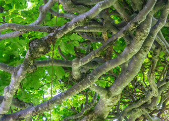 Roccolo del Sauch is a very ancient system for catching birds. Vegetable construction in the trees, formerly used for the capture of birds. Cembra Valley, northern Italy.