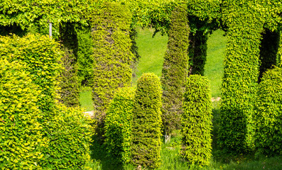 Roccolo del Sauch is a very ancient system for catching birds. Vegetable construction in the trees, formerly used for the capture of birds. Cembra Valley, northern Italy.