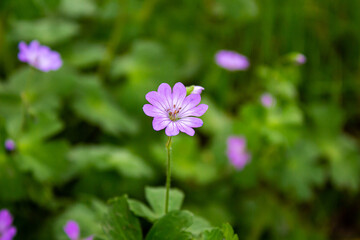 Cranesbill flowers in the garden. Flowers background photo.