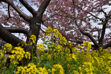 blooming tree