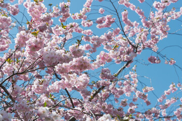 springtime blossoms on a blue sky