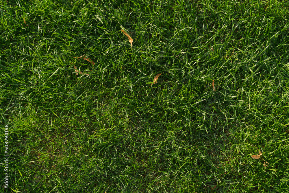 Wall mural top down shot of green lawn with fallen autumn leaves