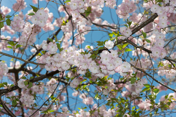 springtime blossoms on a blue sky