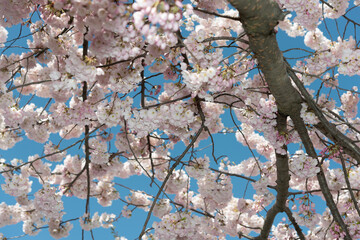 springtime blossoms on a blue sky