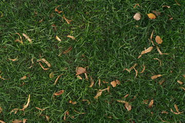 Top down shot of green lawn with fallen autumn leaves