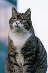 Fototapeta premium Getigerte Katze verwirrt