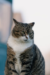 Getigerte Katze - niedliche Ohren