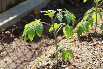 畑に植えたトマトの苗