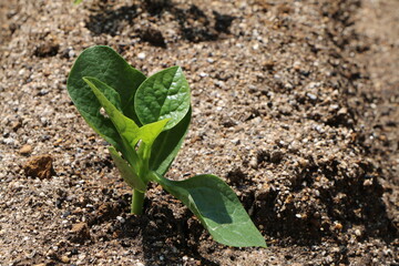 畑に植えたばかりのツルムラサキ
