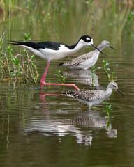 Black-necked Stilt mingling with Willets in a wetlands area