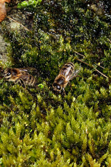 Eine Honigbiene (Apis mellifera) sammelt Wasser für das Volk. Thueringen, Deutschland, EuropaA Honey bee (Apis mellifera) collect water for ther sisters. Thueringia, Germany, Europa