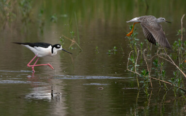 Black-necked Stilt mingling with Willets in a wetlands area