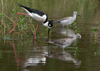 Black-necked Stilt mingling with Willets in a wetlands area