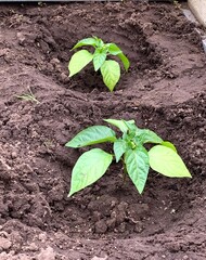 Bell pepper seedlings grow in the ground. Growing pepper.