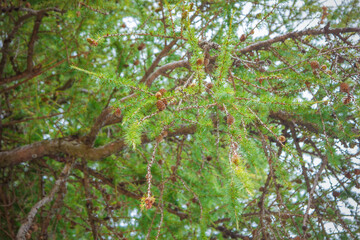 Photo Larch growing in the mountains
