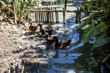 Photo of duck in farm