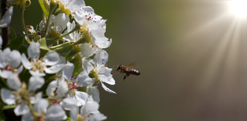a bee or a wasp flies near a flower tree. Insect pollinates cherry and apple flowers